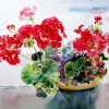 geranium painting, geranium flowers painting, geranium red flowers painting,