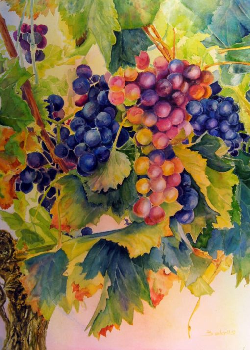 wine grapes watercolour painting for sale