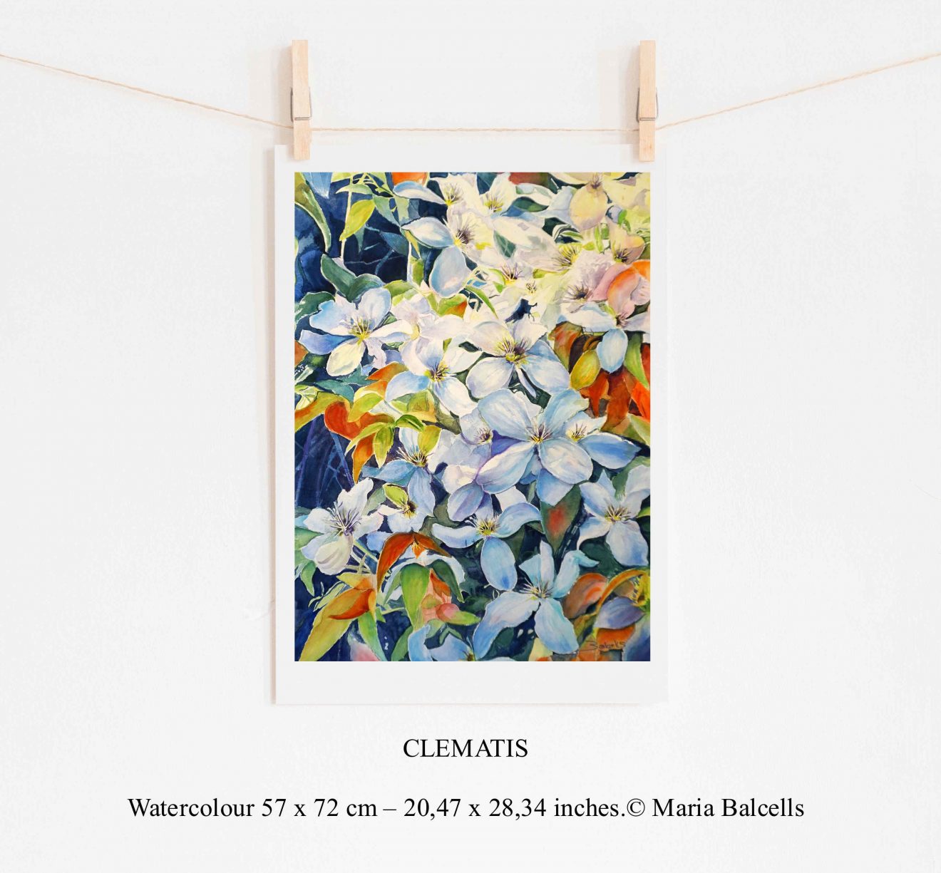 Watercolour Clematis flowers painting