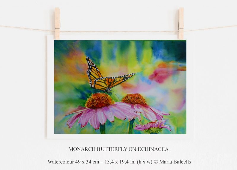 Watercolour butterfly painting on Echinacea by Maria Balcells