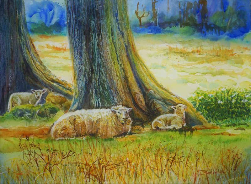 SHEEP RESTING UNDER THE TREES