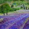Watercolour Landscape Painting of Lavender Field in La Provence by Maria Balcells