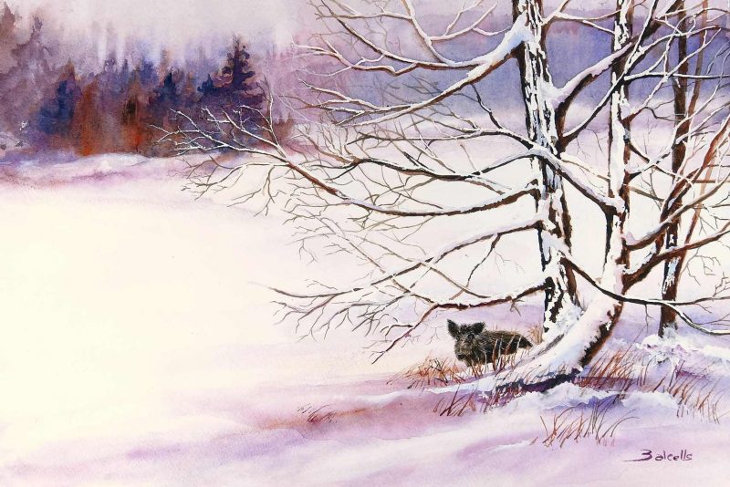 A Wildboard Survivor . Watercolour 35,5 x 51 cm -14 x 20 in. by Maria Balcells