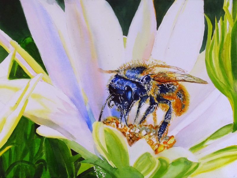 BUMBLEBEE - watercolour artwork