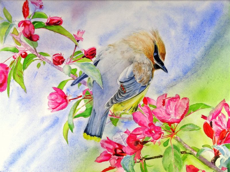CEDAR WAXWING. Watercolour by Maria Balcells