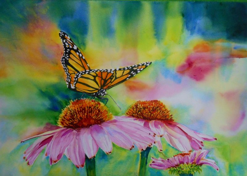 MONARCH BUTTERFLY ON ECHINACEA. Portf 1