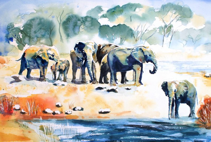 The Young elephants drink First
