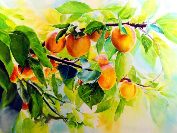 Apricots, watercolour fruits painting.