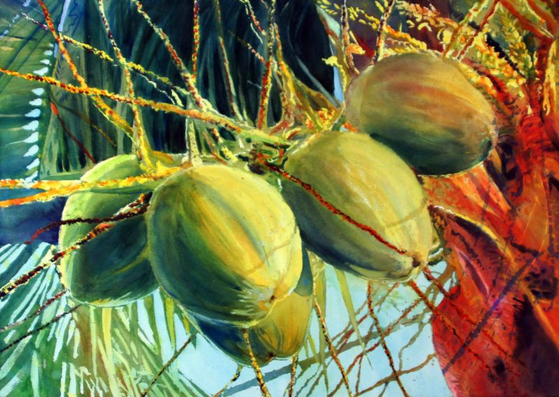 Coconuts watercolour painting.
