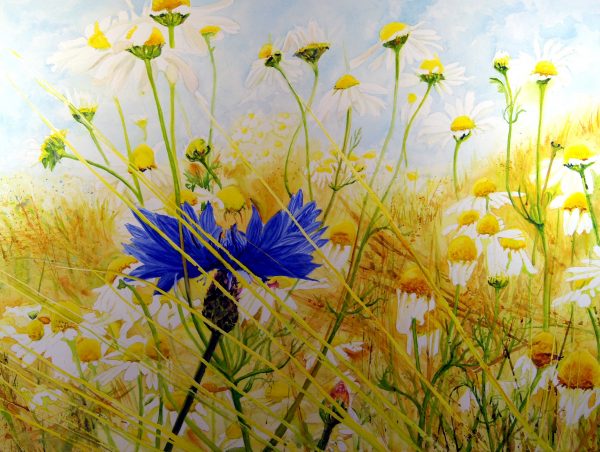 Cornflower. Watercolour flowers painting by Maria Balcells.