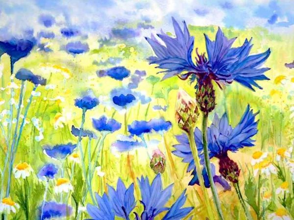 CORNFLOWERS. Watercolour flowers by Maria Balcells