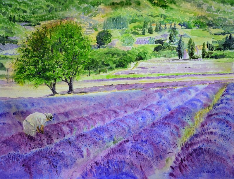 LAVENDER FIELDS. 57 x 43 cm – 22,44 x 16,92 in