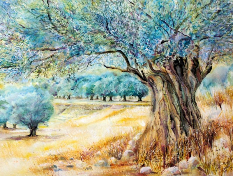 OLIVE TREES 2