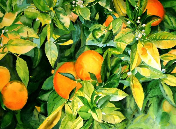 Oranges, watercolour painting