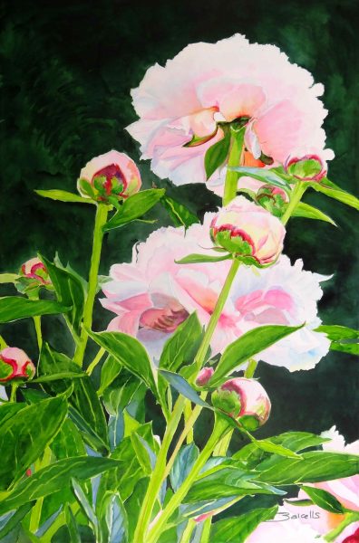 Pink Peonies. Watercolours flowers painting by Maria Balcells.