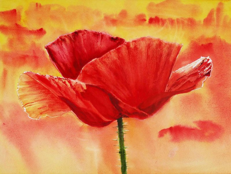 RED POPPY