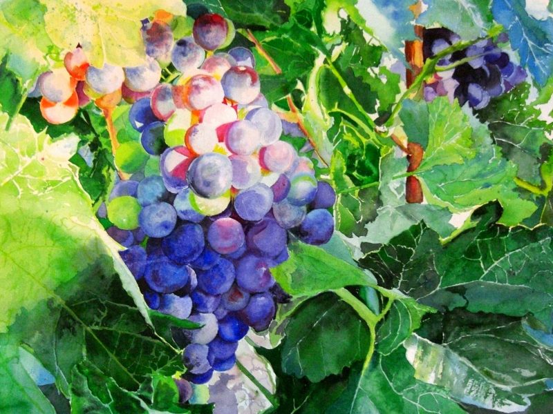 WINE GRAPES 1