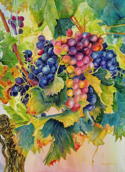 WINE GRAPES 2. Watercolour fruits painting.