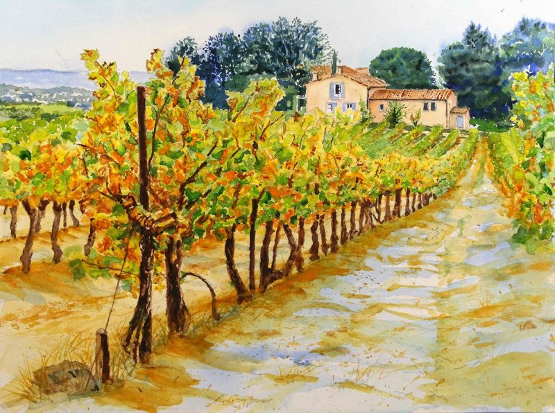 WINEYARD IN AUTUMN 48 x 36 cm - 19 x 14 in. Portf 1